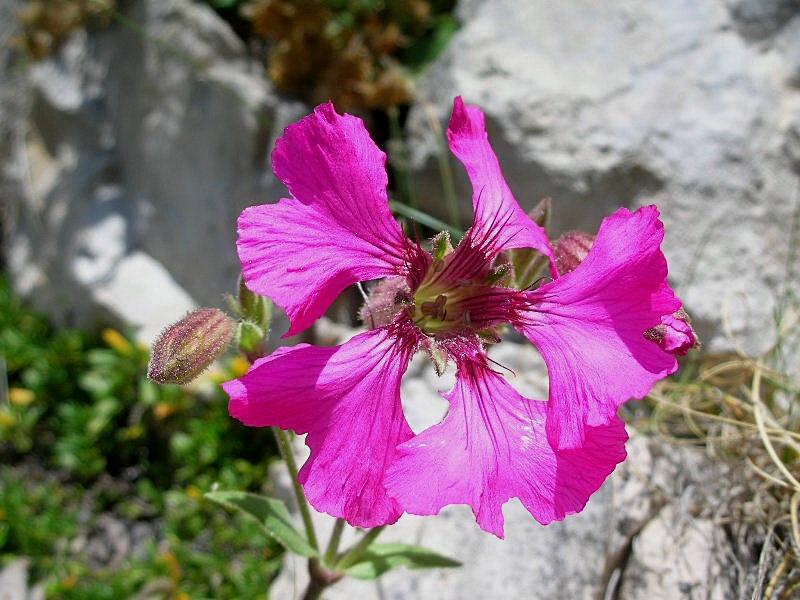 Silene elisabethae  / Silene di Elisabetta